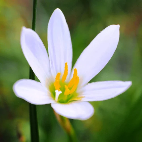 Rain Lily 'Candida' (Bulbs)
