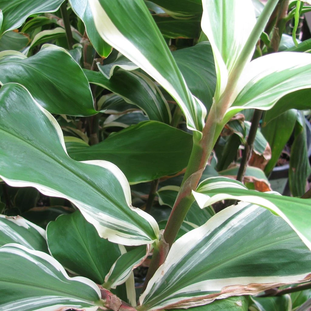 Zingiber Zerumbet Darcyii (Bulbs) 2 Zingiber Zerumbet Darcyii (Bulbs) - Image 2