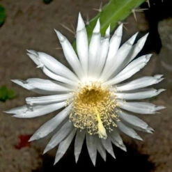 Acanthocereus Tetragonus Triangle Cactus Plant -Plant Life Decor Shop acanthocereustetragonus 1