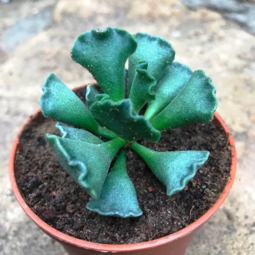 Adromischus Cristatus Succulent Plant 6 Adromischus Cristatus Succulent Plant -Plant Life Decor Shop adromischuscristatus 3