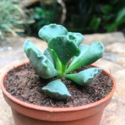 Adromischus Cristatus Succulent Plant -Plant Life Decor Shop adromischuscristatus 4