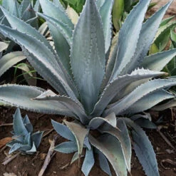 Agave Franzosinii Majestic Agave Plant