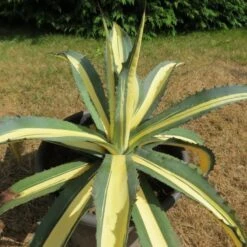 Agave Americana Mediopicta Aurea Plant