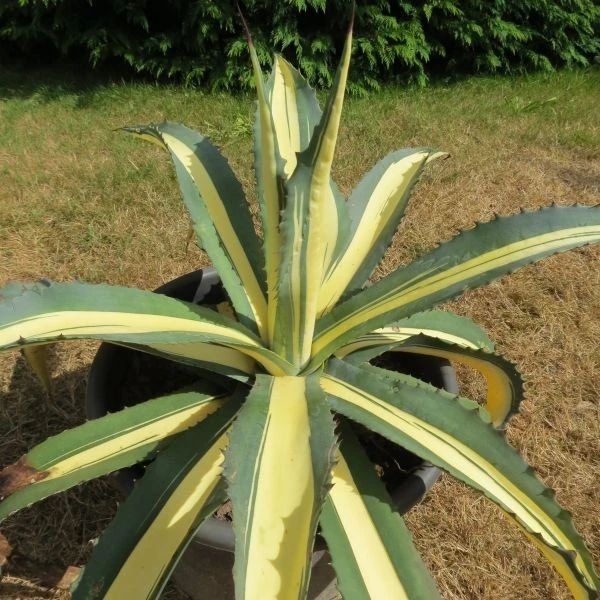 Agave Americana Mediopicta Aurea Plant 1 Agave Americana Mediopicta Aurea Plant