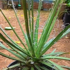 Agave Leopoldii Plant