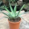 Agave Xylonacantha Mediopicta Plant