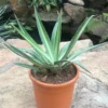 Agave Xylonacantha Mediopicta Plant
