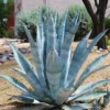 Agave Americana Plant