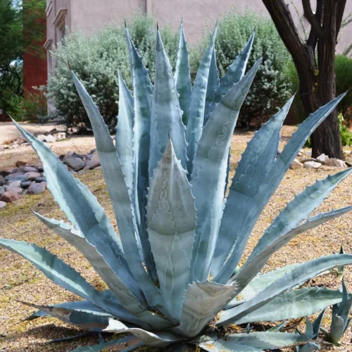 Agave Americana Plant
