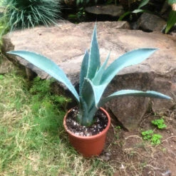 Agave Americana Plant -Plant Life Decor Shop agaveamericana 3