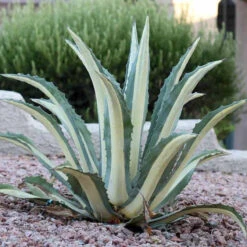 Agave Americana Mediopicta Alba Plant