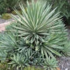 Agave Angustifolia Marginata Cactus Plant