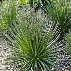 Agave Geminiflora Plant