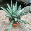 Agave Macroacantha Plant