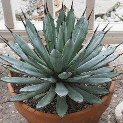 Agave Macroacantha Plant -Plant Life Decor Shop agavemacroacantha 3