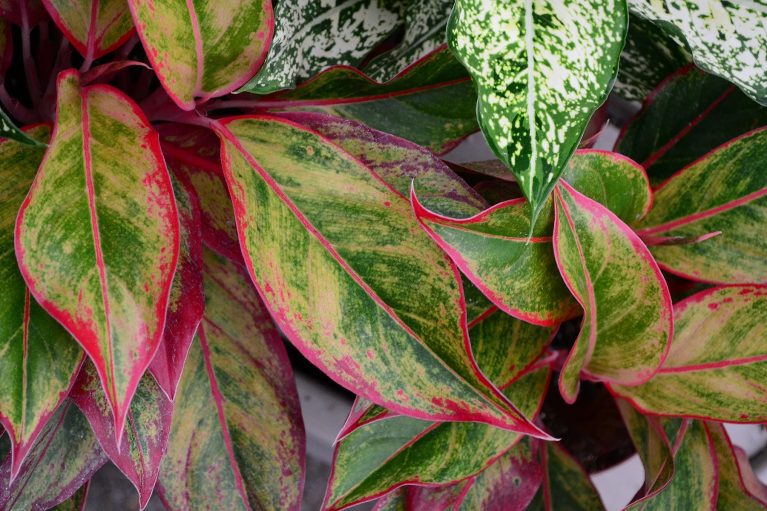 Titelseite -Plant Life Decor Shop aglaeonema background