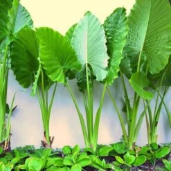 Alocasia Macrorrhizos Giant Taro Plant -Plant Life Decor Shop alocasia macrorrhizos Upright Elephant Ear