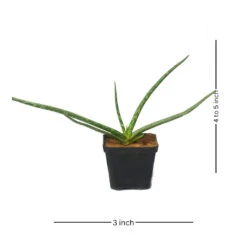 Aloe Vera Succulent Plant -Plant Life Decor Shop aloevera 1 ed476c63 68e0 46d5 bb4b 09644eb5fd8a