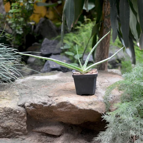 Aloe Vera Succulent Plant -Plant Life Decor Shop aloevera 3