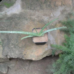 Aloe Vera Succulent Plant -Plant Life Decor Shop aloevera 4