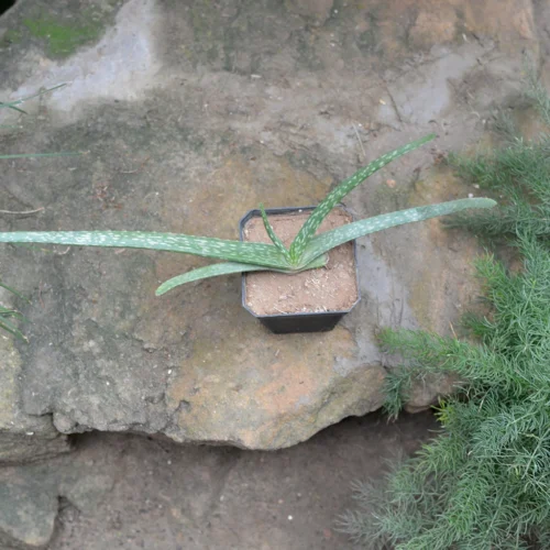 Aloe Vera Succulent Plant -Plant Life Decor Shop aloevera 4