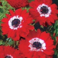 Anemone The Governor (Bulbs)