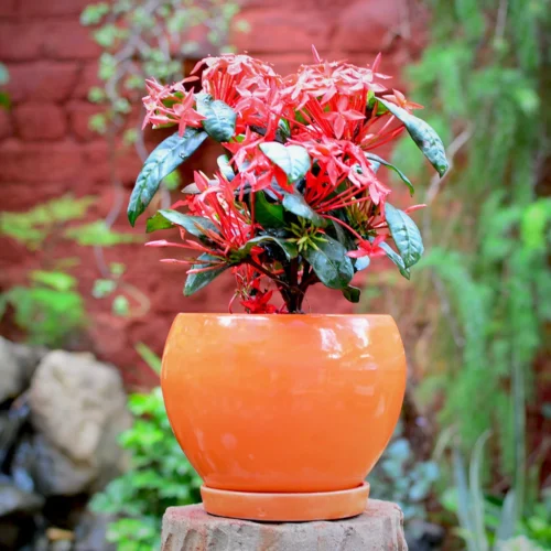 Pastel Apple Ceramic Pot With Tray -Plant Life Decor Shop apple orange tray 1