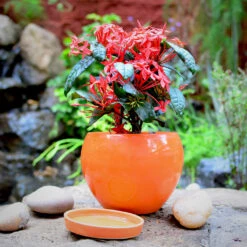 Pastel Apple Ceramic Pot With Tray 8 Pastel Apple Ceramic Pot With Tray -Plant Life Decor Shop apple orange tray 2