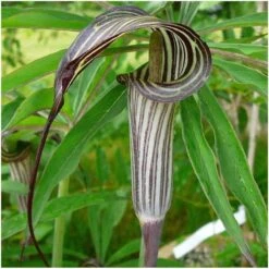 Arisaema Consanguineum (Bulbs)