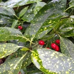 Aucuba Japonica Plant -Plant Life Decor Shop aucubajaponica GoldDust 4