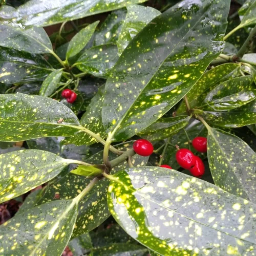 Aucuba Japonica Plant -Plant Life Decor Shop aucubajaponica GoldDust 4