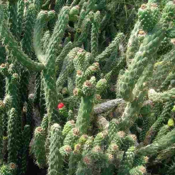 Austrocylindropuntia Subulate Cactus Plant 2 Austrocylindropuntia Subulate Cactus Plant - Image 2