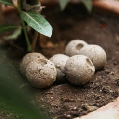 Bud Neo - A Slow Releasing Fertilizer -Plant Life Decor Shop b2 1