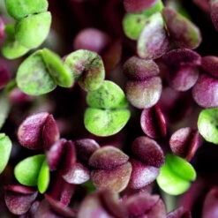 Basil Purple Microgreen Seeds -Plant Life Decor Shop basil microgreens