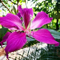 Bauhinia Purpurea Kachnar Plant 11 Bauhinia Purpurea Kachnar Plant -Plant Life Decor Shop bauhinia purpurea Rakta Kanchan Dev Kanchan