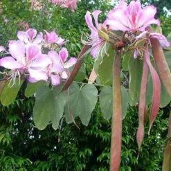 Bauhinia Variegata Kachnar Plant -Plant Life Decor Shop bauhinia variegata kanchnar 1