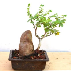 Bonsai Bauhinia Tomentosa Plant