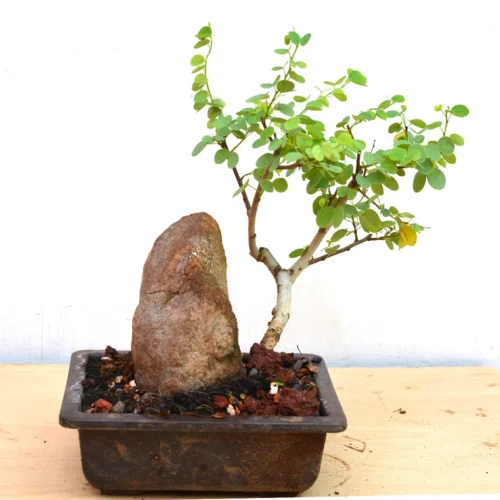 Bonsai Bauhinia Tomentosa Plant