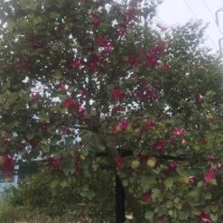 Bauhinia Blakeana Kachnar Plant -Plant Life Decor Shop bauhiniablakeana 1