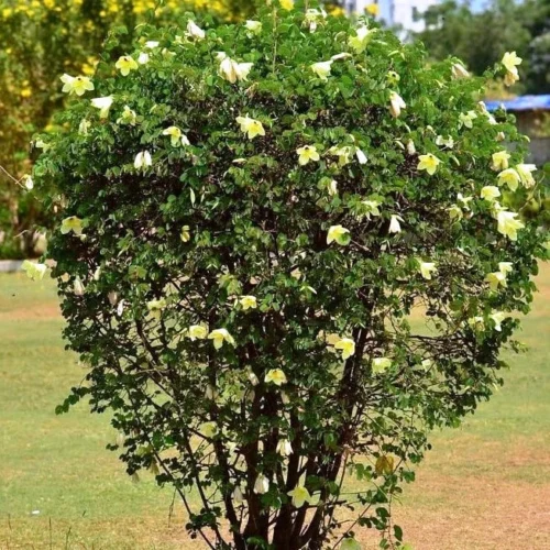 Bauhinia Tomentosa Kachnar Plant 12 Bauhinia Tomentosa Kachnar Plant -Plant Life Decor Shop bauhiniatomentosa 1