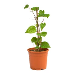 Betel Leaf Vine Paan Plant -Plant Life Decor Shop betelleaf 1