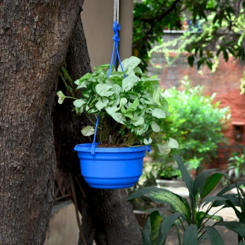 Set Of 3 : Hanging Blue Pot