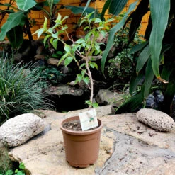 Bougainvillea Raspberry Ice Plant 7 Bougainvillea Raspberry Ice Plant -Plant Life Decor Shop bougain1 f5dd0d10 2a3c 4c96 ae31 f3a37a29515c