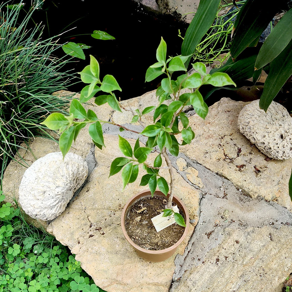 Bougainvillea Fantasy Red Plant 3 Bougainvillea Fantasy Red Plant - Image 3