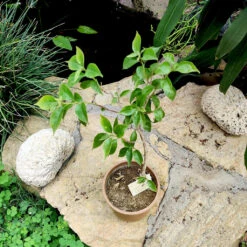 Bougainvillea Purple Queen Plant -Plant Life Decor Shop bougain2 af706a83 6ee8 40b1 b544 a84606778e31