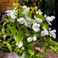 Bougainvillea Glabra Snow White Plant