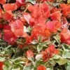 Bougainvillea Orange Ice Plant