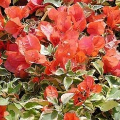 Bougainvillea Orange Ice Plant