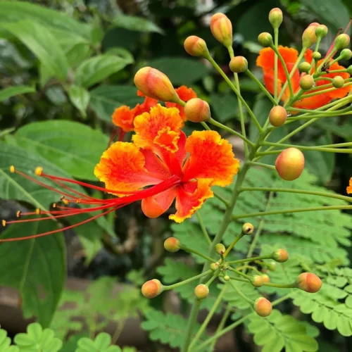 Caesalpinia Pulcherrima Guletura Plant