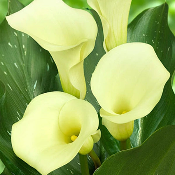 Calla Lily 'Albomaculata' (Bulbs) 1 Calla Lily 'Albomaculata' (Bulbs)